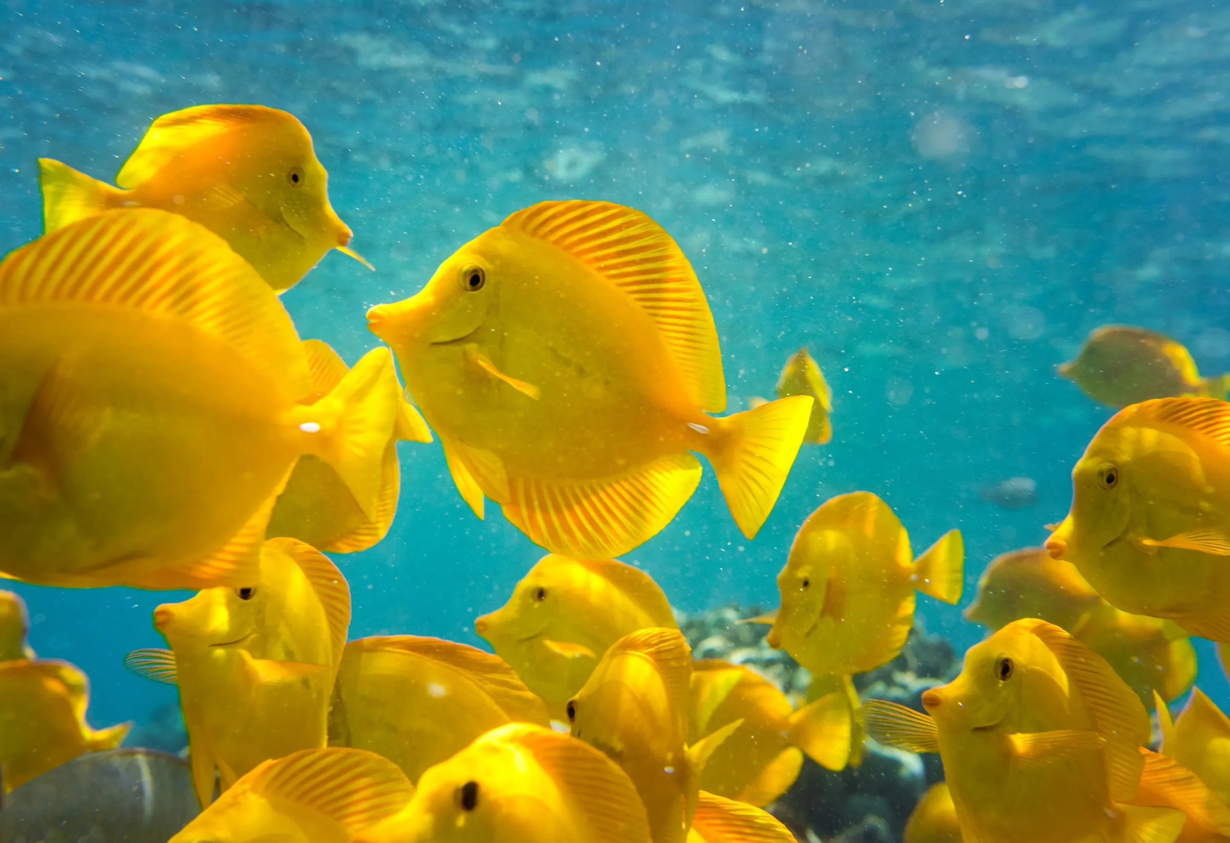 Snorkeling